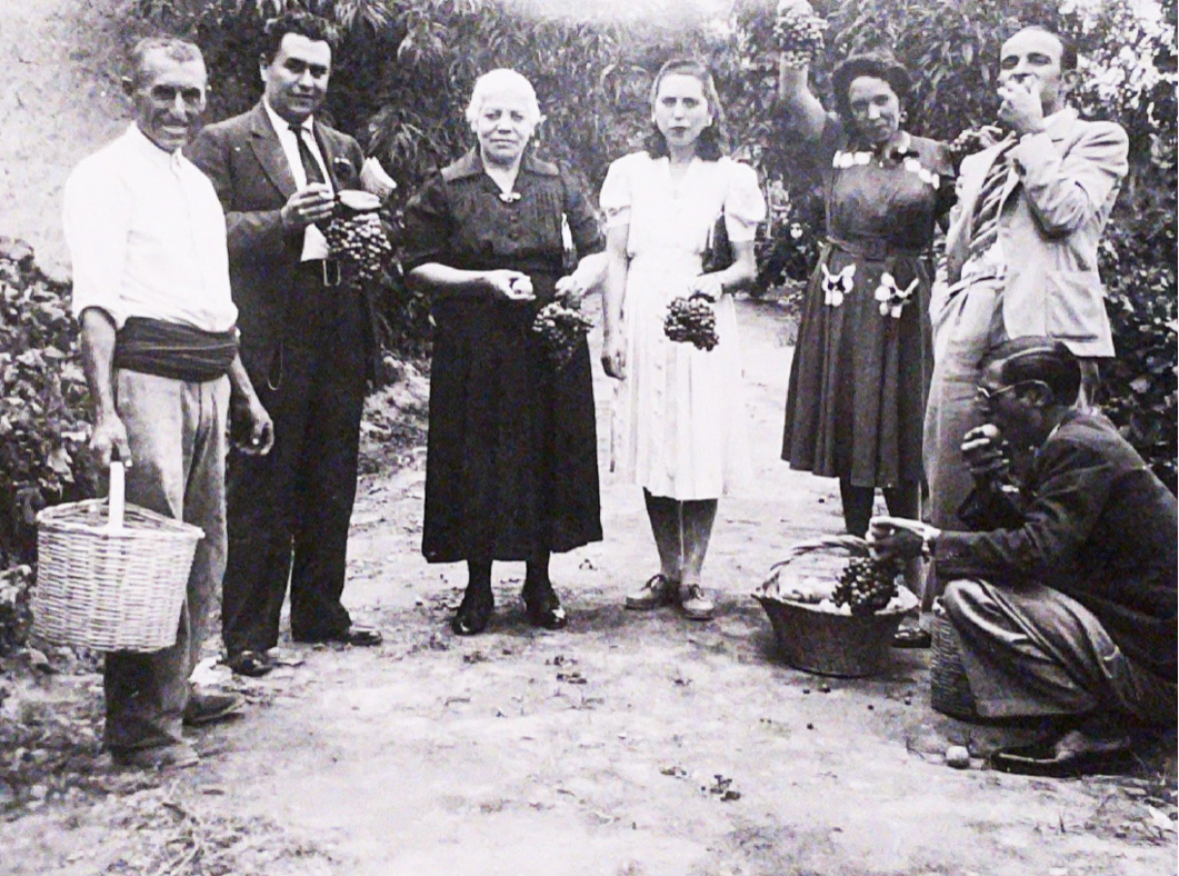Cosechando uva en el año 1954